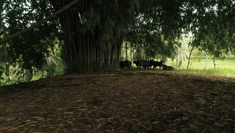 Schwarze-Stiere-Unter-Einem-Wunderschönen-Bambusbaum,-Der-Sich-Vor-Der-Ecuadorianischen-Sonne-Schützt