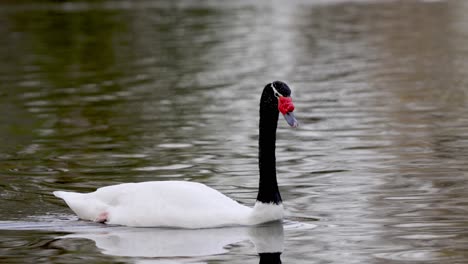 Un-Elegante-Cisne-De-Cuello-Negro,-Cygnus-Melancoryphus-Nadando-A-Través-Del-Río-Ondulado-En-Una-Tarde-Tranquila,-Tiro-De-Seguimiento-De-Cerca
