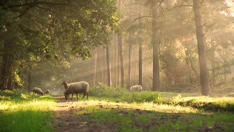 Cinematic-sun-rays-capturing-flock-of-sheep-feeding-in-the-forest