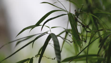 Closeup-Of-Bamboo-Leaves-In-Tropical-Forest-With-Bokeh-Waterfalls-At-Primera-Cascada-de-La-planta-In-Arecibo,-Puerto-Rico