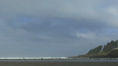 Wide-view-of-Seagulls-standing-in-the-beach-coast-during-a-cloudy-day