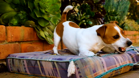 Owner-of-cute-and-exuberant-Jack-Russell-playfully-taunts-it