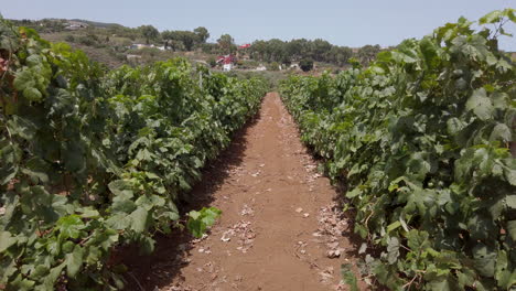 Trail-Between-Rows-Of-Vine-Grapes-At-Summertime-On-Countryside-Vineyard