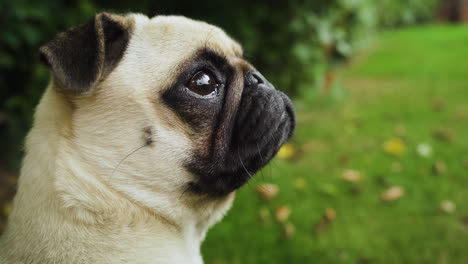 Focused-Pug-dog-listening-to-noises-outside,-nose-twitching-and-runs-away
