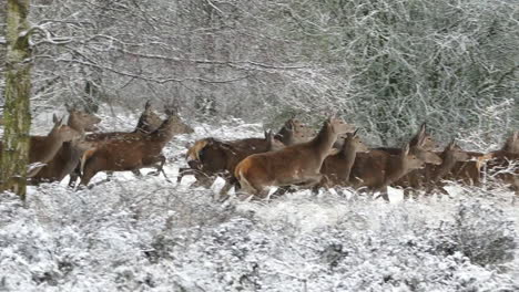 Herde-Von-Hirschen-In-Freier-Wildbahn-Im-Winter,-Seitenansicht-Einer-Gruppe-Von-Vierbeinern,-Die-Sich-In-Einem-Wald-Voller-Weißer-Schnee-Bewegen