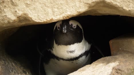Pingüino-Soñoliento-Asomándose-A-Través-De-Las-Rocas---Primer-Plano