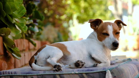 Cute-small-Jack-Russell-gets-comfortable-on-cushion,-lies-down-to-rest