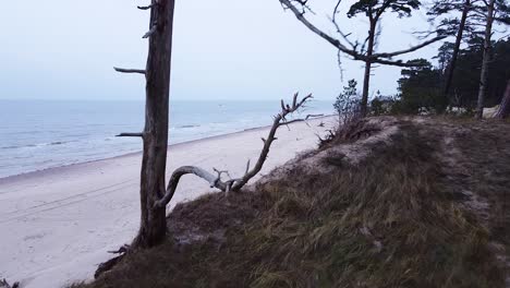 Aerial-view-of-Baltic-sea-coastline-at-Bernati-beach-in-Latvia,-flying-forward-through-coastal-pines-over-the-white-sand-beach,-sea-erosion-affected-coastline,-wide-angle-revealing-drone-shot