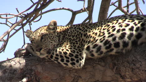 Cerca-De-Leopardo-Descansando-Sobre-La-Rama-De-Un-árbol,-Todavía-En-Alerta