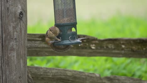 Slow-Motion-Shot-Of-A-Wild-Chipmunk-Eating-Seeds-From-A-Feeder