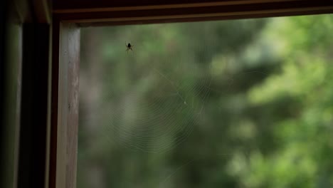Spinne-Hat-Ein-Netz-Auf-Dem-Winkel-Des-Fensters-Gebaut