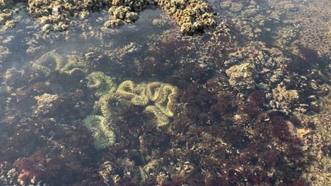 Grüne-Seeanemone-Und-Meerestiere-In-Gezeitenbecken-Erscheinen-Bei-Ebbe-An-Der-Küste-Von-Oregon