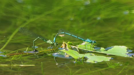 Pair-Of-Damselfly-Mating-In-Water-With-Predator-Moving-Underneath