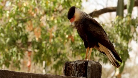 A-crested-caracara-perched-on-a-fence-post-looking-for-food