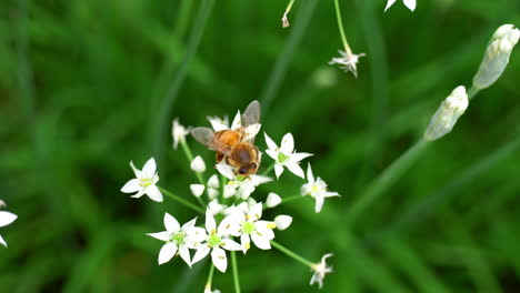 Honey-bee-forages-on-white-flowers