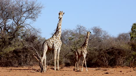 Two-Giraffes-Walking-In-The-Wild,-Etosha-National-Park-Namibia,-Africa