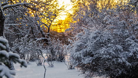 close-up-on-snow-covered-dry-branches,-backlit-by-sun-flares-at-sunset