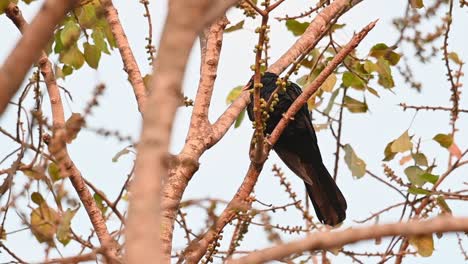 Poops-while-perching-within-bare-branches-during-a-summer-afternoon,-Asian-Koel,-Eudynamys-scolopaceus,-Male,-Thailand