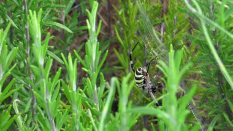 Female-wasp-spider-in-a-bush,-feeding-on-prey