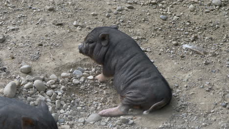 Cute-Newborn-black-piglet-rubbing-rear-on-earthy-ground,close-up-shot-in-prores