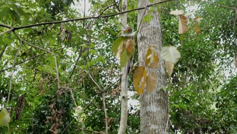 Eine-Folgende-Aufnahme-Eines-Makakenaffen,-Der-Auf-Einen-Baum-Im-Wilden-Dschungel-Von-Borneo-In-Malaysia-Klettert