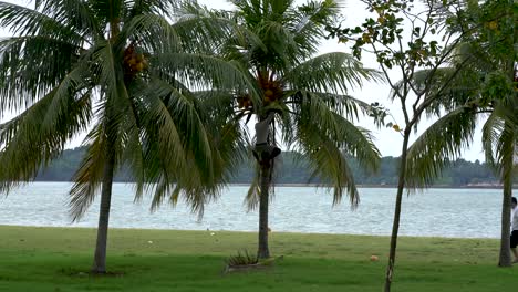 Man-picking-coconuts-from-palm-tree,-Changi-Beach-park,-singapore