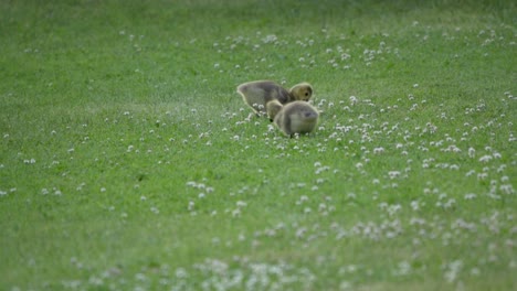 Two-baby-Canada-Goose-goslings-eating-from-a-grass-lawn,-close-up