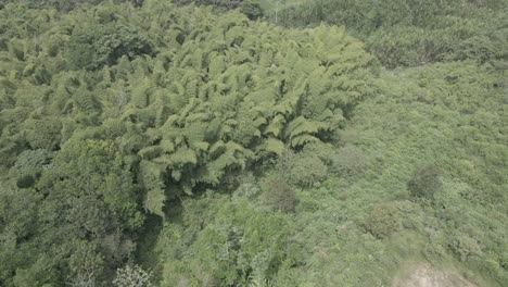 Rivers-and-trees-of-Colombia-6