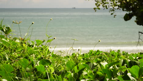 Green-Foliage-Along-the-Coastal-Beach-with-Turquoise-Ocean-Background