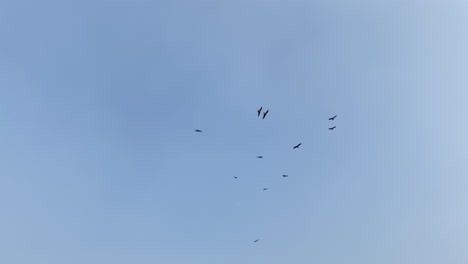 Flock-of-kestrel-are-flying-randomly-in-the-sky