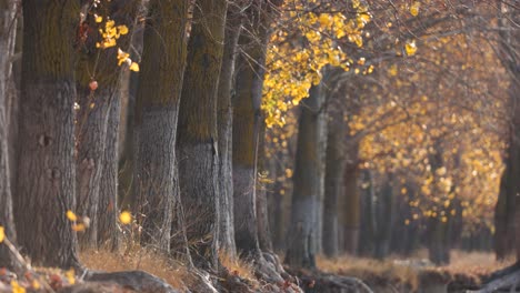 Light-Breeze-In-Autumn-Aspen-Trees---wide-shot