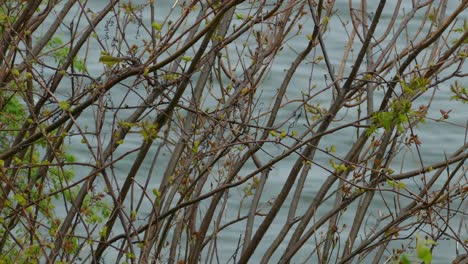 Setophaga-Coronata-yellow-rumped-warbler-bird-jumping-between-tree-branch-overlooking-flowing-woodland-river-water