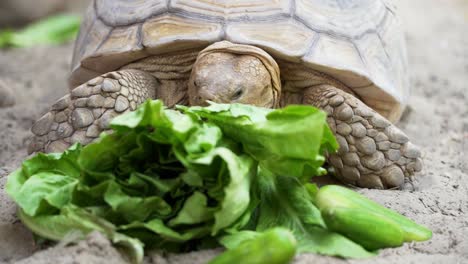 A-tortoise-eating-his-cucumber-and-enjoying-his-food,-close-up-in-50FPS