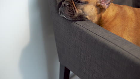 A-sleeping-French-bulldog-holds-its-head-on-the-armrest-of-a-chair,-close-up