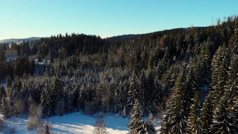 Schneebedeckter-Kiefernwald-Auf-Dem-Hintergrund-Des-Klaren-Blauen-Himmels