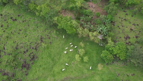 Aerial-rising-on-a-group-of-white-zebu-cows-grazing-in-green-meadow,-General-Viejo,-Costa-Rica