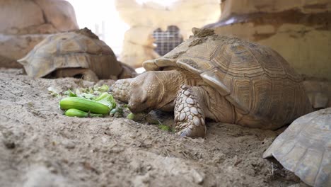 A-tortoise-eating-his-cucumber-and-enjoying-his-food,-wide-shot-in-50FPS