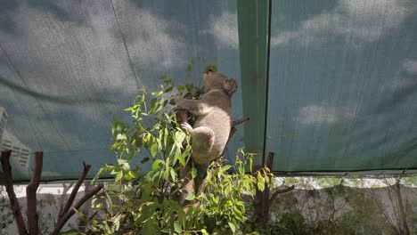 Ein-Süßer-Koalabär,-Der-Eukalyptusblätter-Vom-Baum-In-Einem-Zoo-In-Sydney,-Australien,-Isst