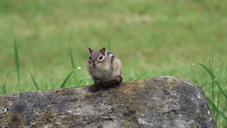 A-cute-chipmunk-sits-on-a-rock,-twitching-nervously