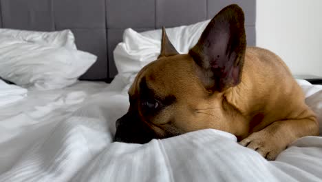 Französische-Bulldogge,-Die-Im-Bett-Mit-Weißer-Decke-Liegt-Und-Sich-Entspannt