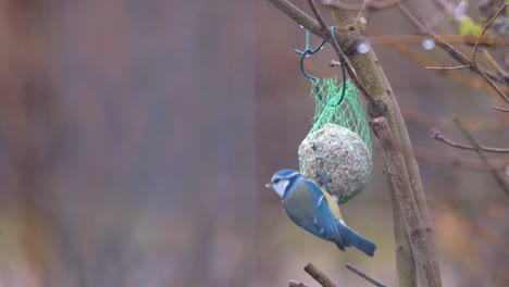 a-blue-tit-picks-the-food-from-a-tit-dumpling-hanging-on-a-branch
