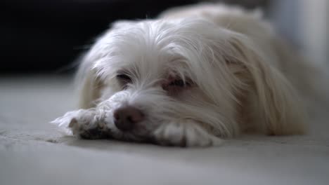 Small-white-creme-colored-dog-morkie-maltese-yorkshire-mix-falling-asleep-laying-down