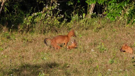 Asiatic-Wild-Dog-or-Dhole,-Cuon-alpinus-seen-on-top-of-another-while-playing-on-the-grass-and-the-other-looks-during-a-very-hot-afternoon-in-Khao-Yai-National-Park,-Thailand