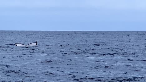 Der-Schwanz-Eines-Buckelwals-Winkt-Zum-Abschied,-Als-Er-Unter-Der-Meeresoberfläche-Verschwindet
