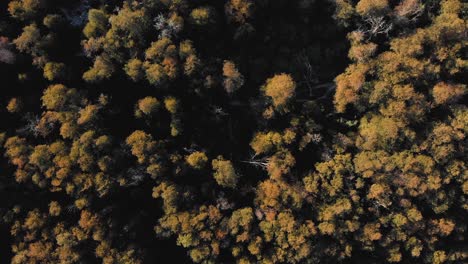 Bird's-eye-view-of-a-forest-in-autumn-with-yellow-leaves-in-Patagonia