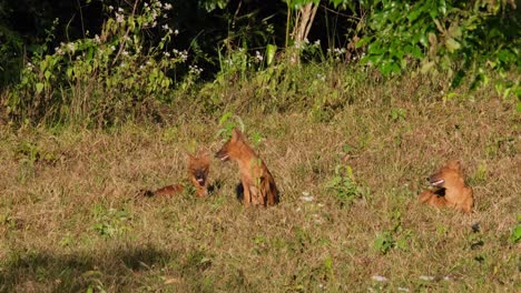 Asiatischer-Wildhund-Oder-Dhole,-Cuon-Alpinus-Zwei-Ruhen-Auf-Dem-Gras,-Während-Einer-In-Der-Mitte-Sich-Bewegt-Und-Dann-Unter-Der-Nachmittagssonne-Im-Khao-Yai-Nationalpark,-Thailand,-Sitzt