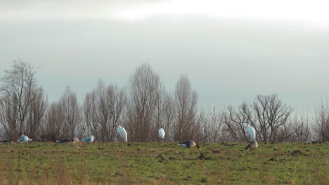 some-egrets,-gulls,-and-gray-geese-standing-on-a-field