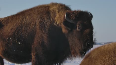 Bison-surviving-the-harsh-winter-in-super-slow-motion
