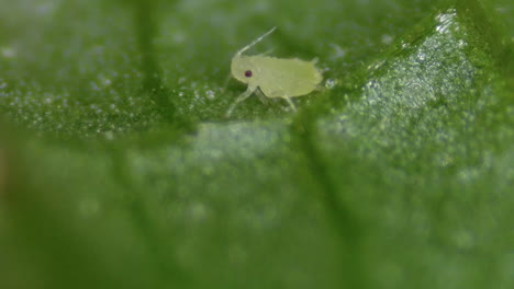 Magnified-Detail-On-Plant-Leaf-Veins-With-Green-Fly-Aphid-Organism