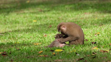 Northern-Pig-tailed-Macaque,-Macaca-leonina-grooming-its-child-while-on-the-grass-as-she-looks-around-then-continues-to-pull-for-more-pests-from-the-body,-Khao-Yai-National-Park,-Thailand